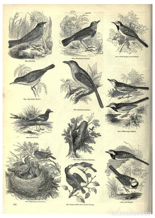 Collection Magazines and Newspapers: Reproducci&oacute;n/Reproduction 6092507305: The pictorial museum of animated nature. v.1. London :C. Cox,[