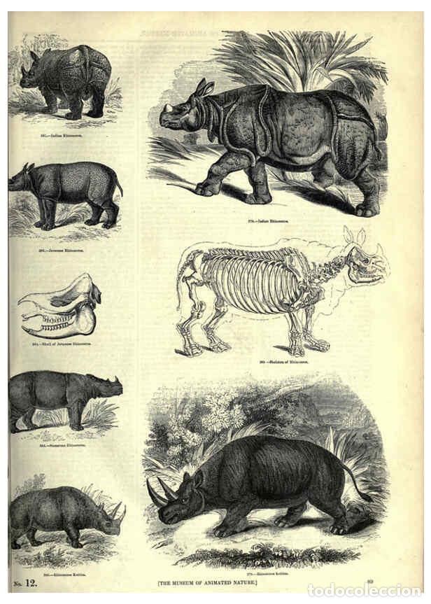 Collection Magazines and Newspapers: Reproducci&oacute;n/Reproduction 6093014192: The pictorial museum of animated nature. v.1. London :C. Cox,[