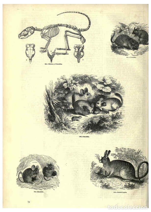 Collection Magazines and Newspapers: Reproducci&oacute;n/Reproduction 6092471817: The pictorial museum of animated nature. v.1. London :C. Cox,[