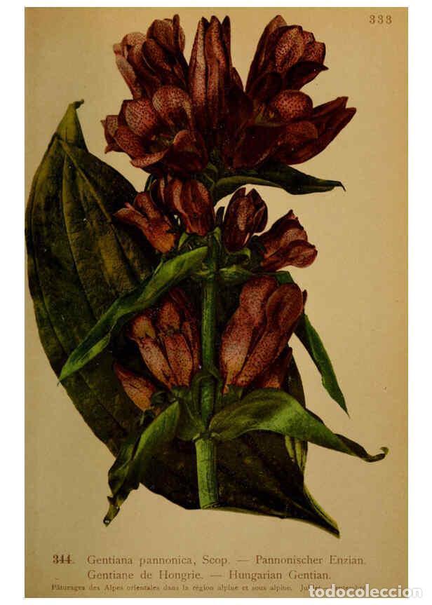 Collection Magazines and Newspapers: Reproducci&oacute;n/Reproduction 6389271573: Atlas de la flora alpine 4. Gen&egrave;ve,Georg & Co.,1899 - Henry Co