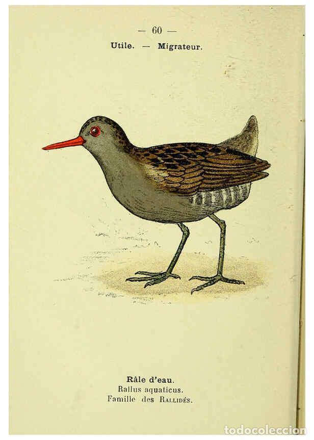 Collection Magazines and Newspapers: Reproducci&oacute;n/Reproduction 6388898285: Atlas de poche des oiseaux de France, Suisse, et Belgique, uti