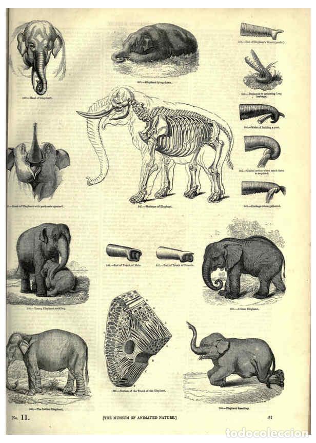 Collection Magazines and Newspapers: Reproducci&oacute;n/Reproduction 6092473149: The pictorial museum of animated nature. v.1. London :C. Cox,[