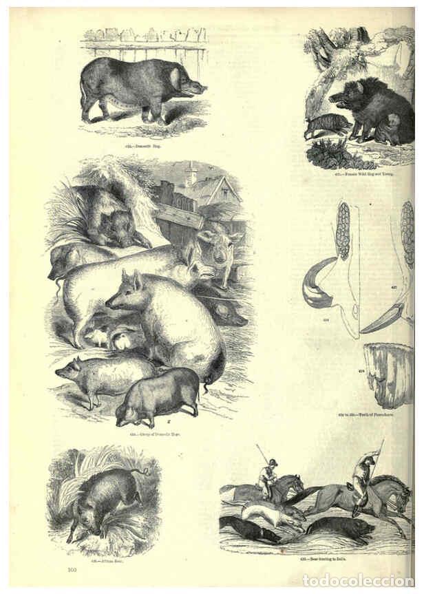 Collection Magazines and Newspapers: Reproducci&oacute;n/Reproduction 6093015476: The pictorial museum of animated nature. v.1. London :C. Cox,[