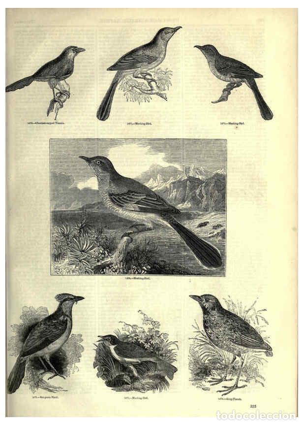 Collection Magazines and Newspapers: Reproducci&oacute;n/Reproduction 6092508729: The pictorial museum of animated nature. v.1. London :C. Cox,[