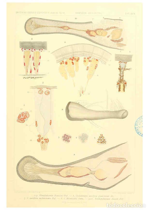 Collection Magazines and Newspapers: Reproducci&oacute;n/Reproduction 6389002751: Wissenschaftliche Ergebnisse der Deutschen Tiefsee-Expedition