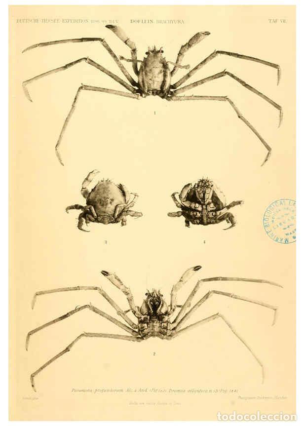 Collection Magazines and Newspapers: Reproducci&oacute;n/Reproduction 6388989595: Wissenschaftliche Ergebnisse der Deutschen Tiefsee-Expedition