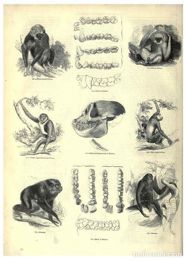 Collection Magazines and Newspapers: Reproducci&oacute;n/Reproduction 6093007292: The pictorial museum of animated nature. v.1. London :C. Cox,[