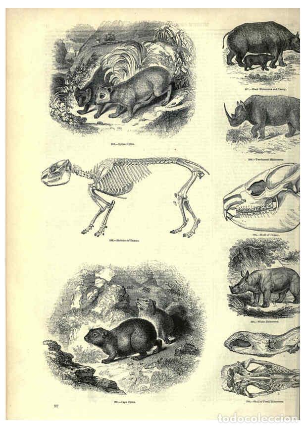 Collection Magazines and Newspapers: Reproducci&oacute;n/Reproduction 6093014544: The pictorial museum of animated nature. v.1. London :C. Cox,[