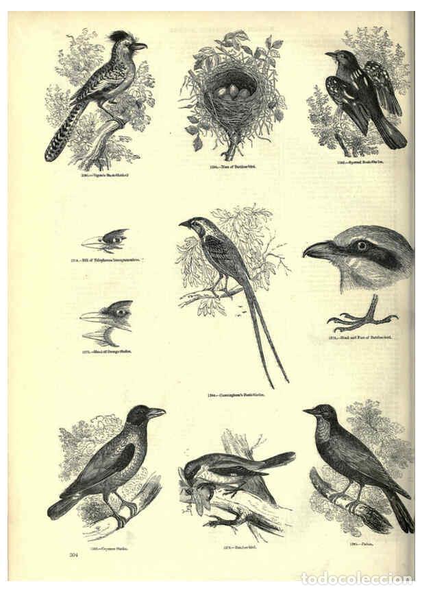 Collection Magazines and Newspapers: Reproducci&oacute;n/Reproduction 6092505429: The pictorial museum of animated nature. v.1. London :C. Cox,[