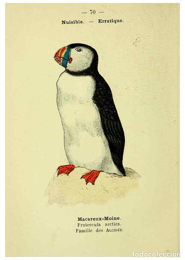 Collectionnisme de Revues et Journaux: Reproducci&oacute;n/Reproduction 6388902531: Atlas de poche des oiseaux de France, Suisse, et Belgique, uti