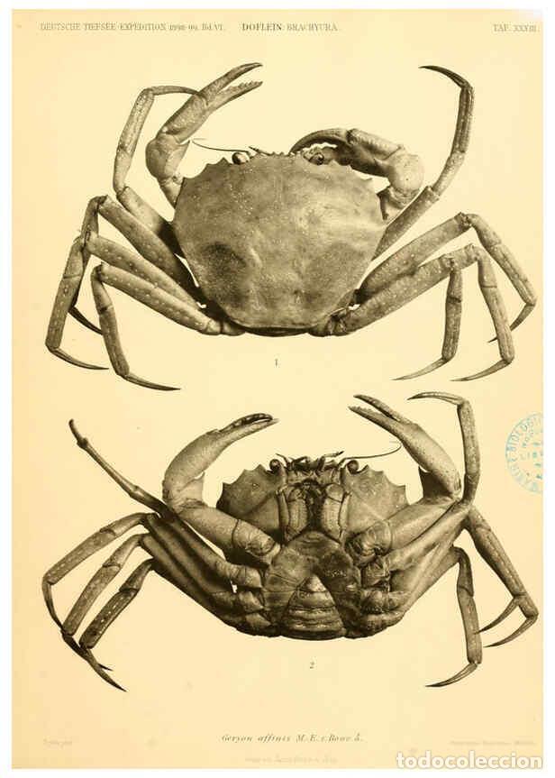 Collectionnisme de Revues et Journaux: Reproducci&oacute;n/Reproduction 6388998285: Wissenschaftliche Ergebnisse der Deutschen Tiefsee-Expedition