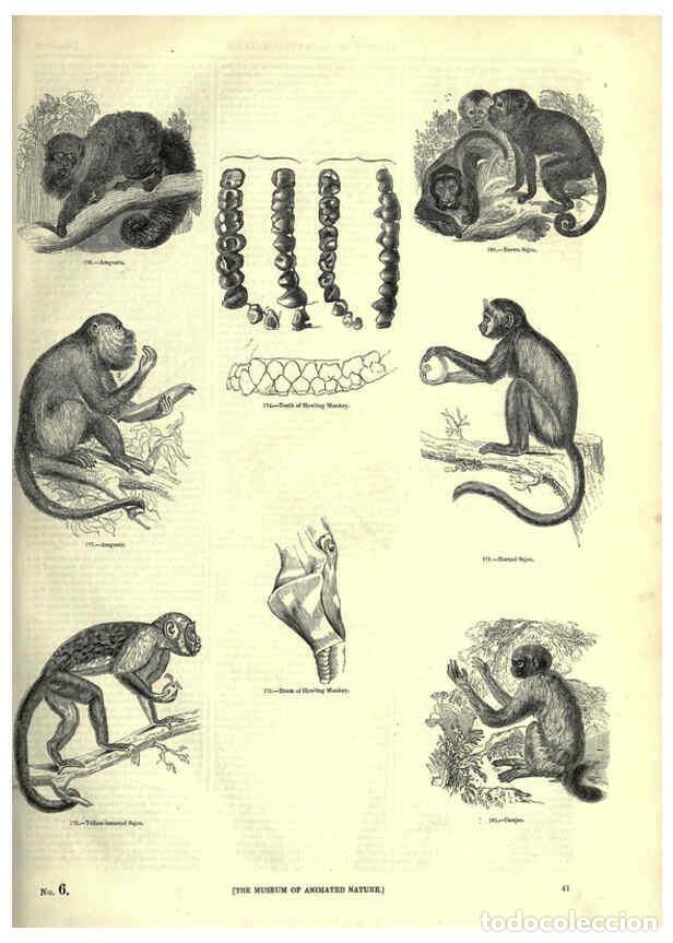 Collectionnisme de Revues et Journaux: Reproducci&oacute;n/Reproduction 6092468249: The pictorial museum of animated nature. v.1. London :C. Cox,[