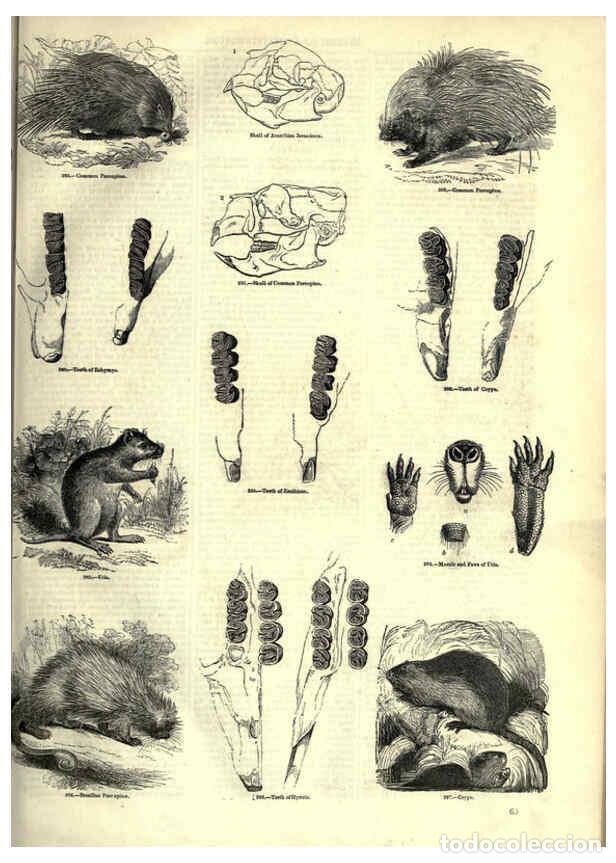 Collectionnisme de Revues et Journaux: Reproducci&oacute;n/Reproduction 6093011572: The pictorial museum of animated nature. v.1. London :C. Cox,[