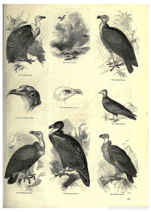 Collectionnisme de Revues et Journaux: Reproducci&oacute;n/Reproduction 6092501097: The pictorial museum of animated nature. v.1. London :C. Cox,[