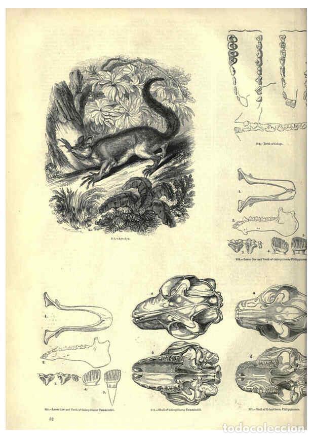 Collectionnisme de Revues et Journaux: Reproducci&oacute;n/Reproduction 6093009364: The pictorial museum of animated nature. v.1. London :C. Cox,[