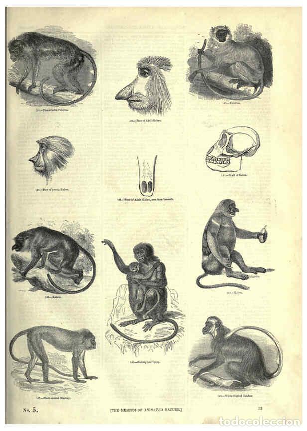 Collectionnisme de Revues et Journaux: Reproducci&oacute;n/Reproduction 6092467421: The pictorial museum of animated nature. v.1. London :C. Cox,[