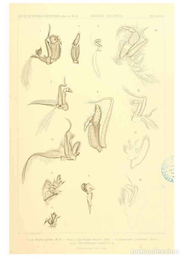 Collectionnisme de Revues et Journaux: Reproducci&oacute;n/Reproduction 6389000031: Wissenschaftliche Ergebnisse der Deutschen Tiefsee-Expedition