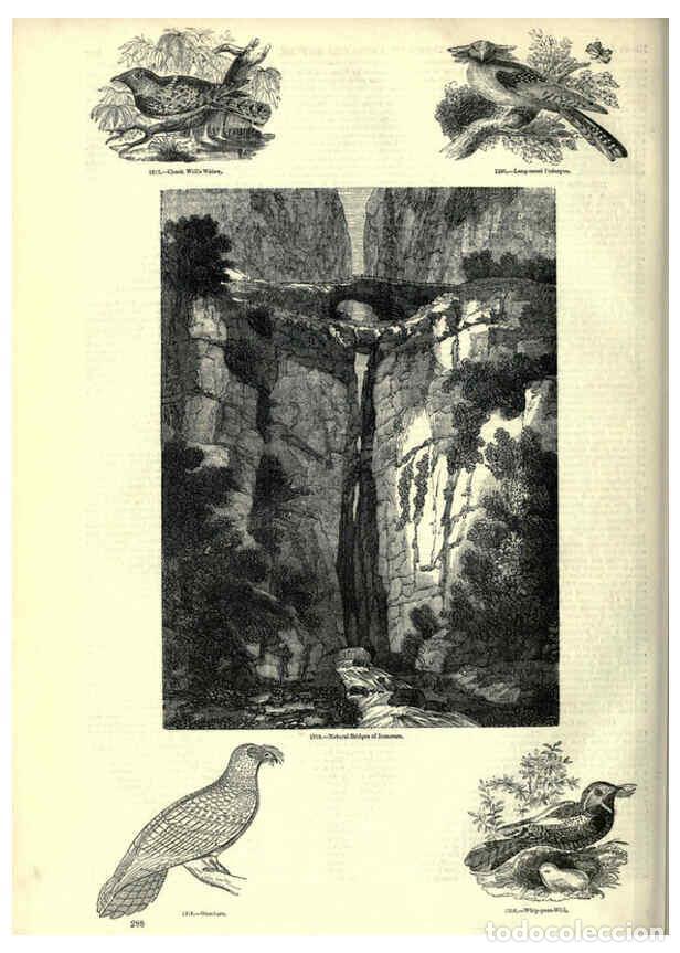 Collectionnisme de Revues et Journaux: Reproducci&oacute;n/Reproduction 6092502657: The pictorial museum of animated nature. v.1. London :C. Cox,[