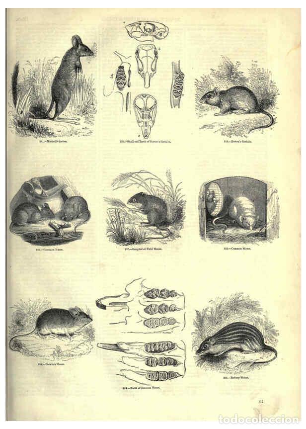 Collectionnisme de Revues et Journaux: Reproducci&oacute;n/Reproduction 6093010640: The pictorial museum of animated nature. v.1. London :C. Cox,[