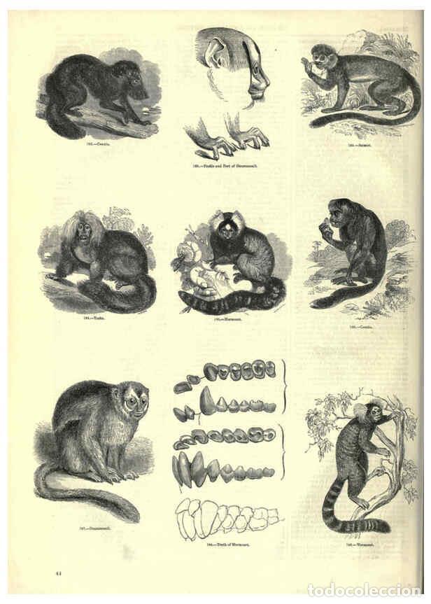 Collectionnisme de Revues et Journaux: Reproducci&oacute;n/Reproduction 6093008516: The pictorial museum of animated nature. v.1. London :C. Cox,[