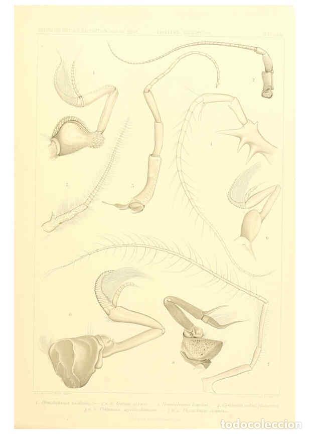 Collectionnisme de Revues et Journaux: Reproducci&oacute;n/Reproduction 6389001449: Wissenschaftliche Ergebnisse der Deutschen Tiefsee-Expedition