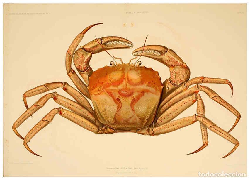 Collectionnisme de Revues et Journaux: Reproducci&oacute;n/Reproduction 6388988539: Wissenschaftliche Ergebnisse der Deutschen Tiefsee-Expedition