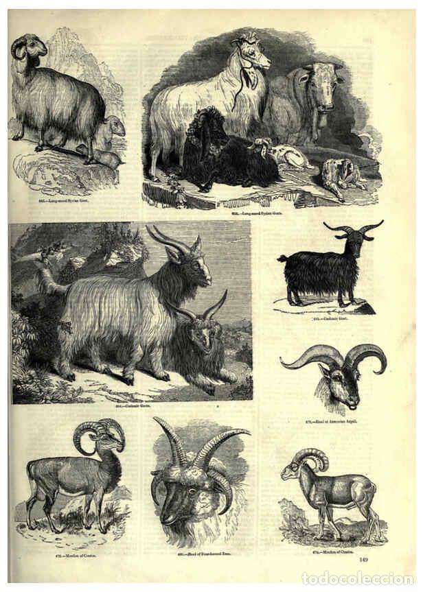 Collectionnisme de Revues et Journaux: Reproducci&oacute;n/Reproduction 6093021918: The pictorial museum of animated nature. v.1. London :C. Cox,[