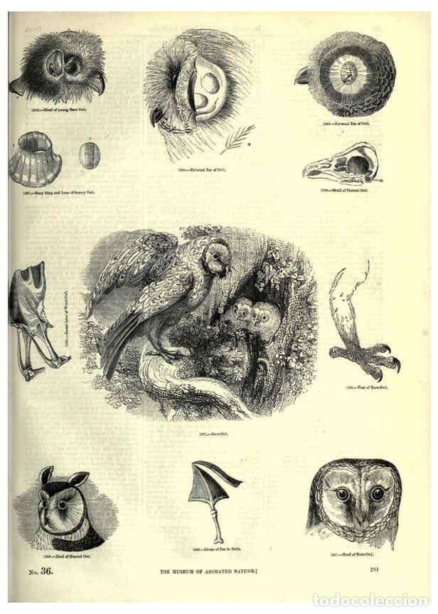 Collectionnisme de Revues et Journaux: Reproducci&oacute;n/Reproduction 6092501509: The pictorial museum of animated nature. v.1. London :C. Cox,[