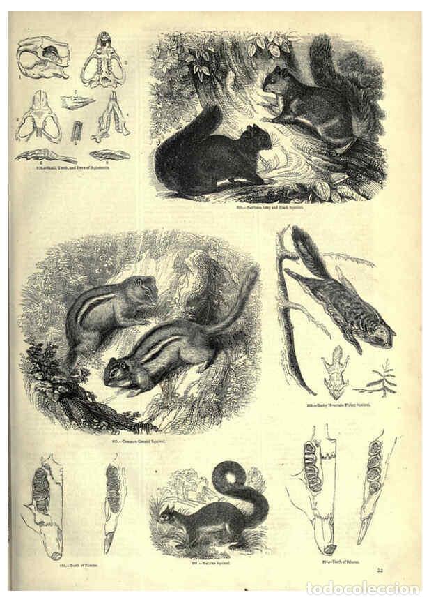 Collectionnisme de Revues et Journaux: Reproducci&oacute;n/Reproduction 6093009606: The pictorial museum of animated nature. v.1. London :C. Cox,[