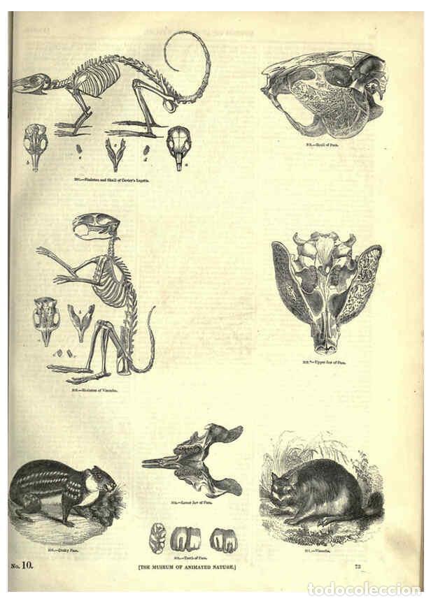 Collectionnisme de Revues et Journaux: Reproducci&oacute;n/Reproduction 6092472061: The pictorial museum of animated nature. v.1. London :C. Cox,[