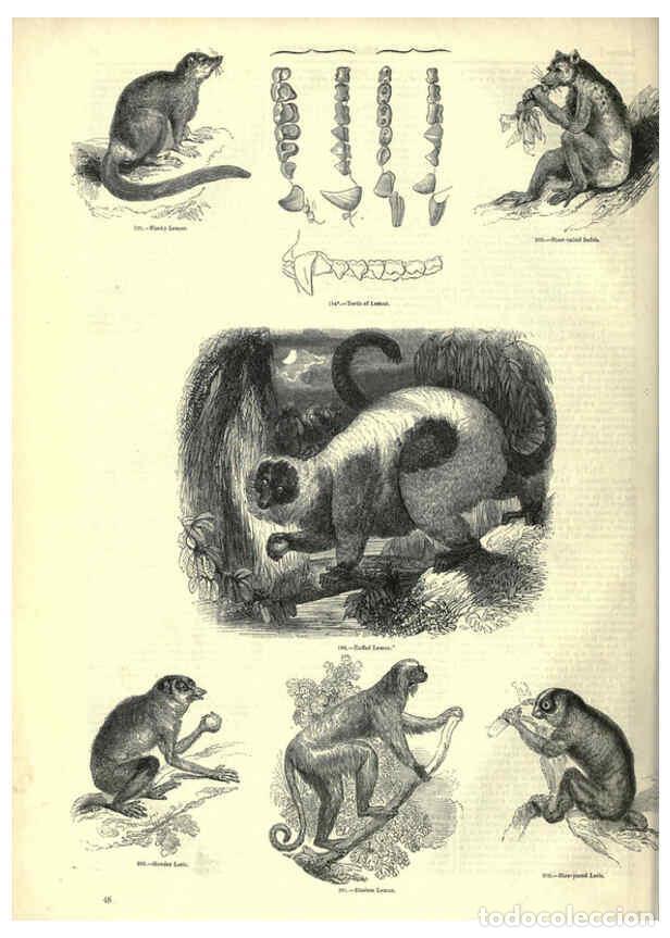 Collectionnisme de Revues et Journaux: Reproducci&oacute;n/Reproduction 6092469071: The pictorial museum of animated nature. v.1. London :C. Cox,[