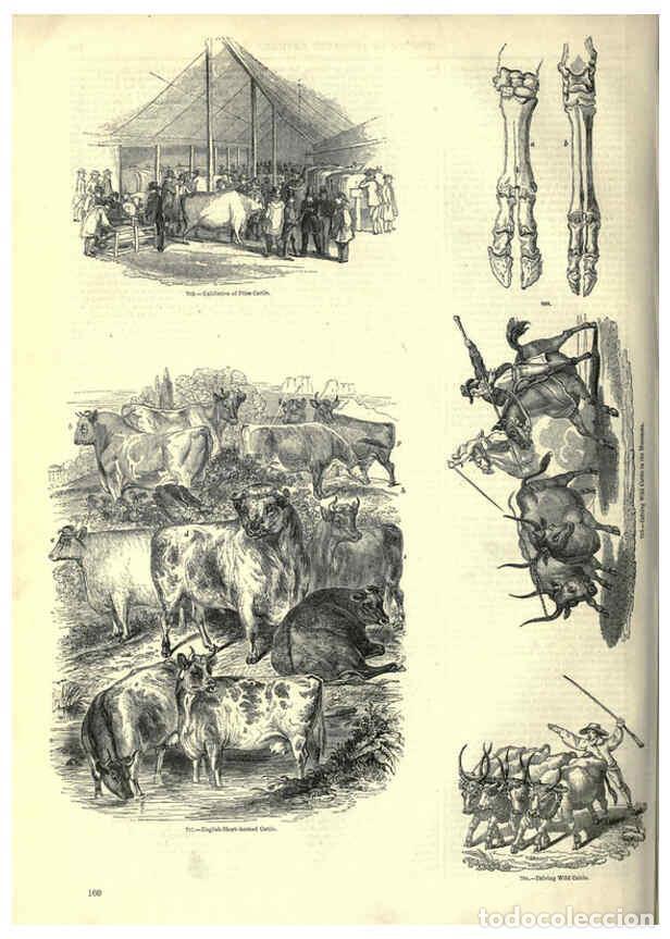 Collectionnisme de Revues et Journaux: Reproducci&oacute;n/Reproduction 6093023556: The pictorial museum of animated nature. v.1. London :C. Cox,[