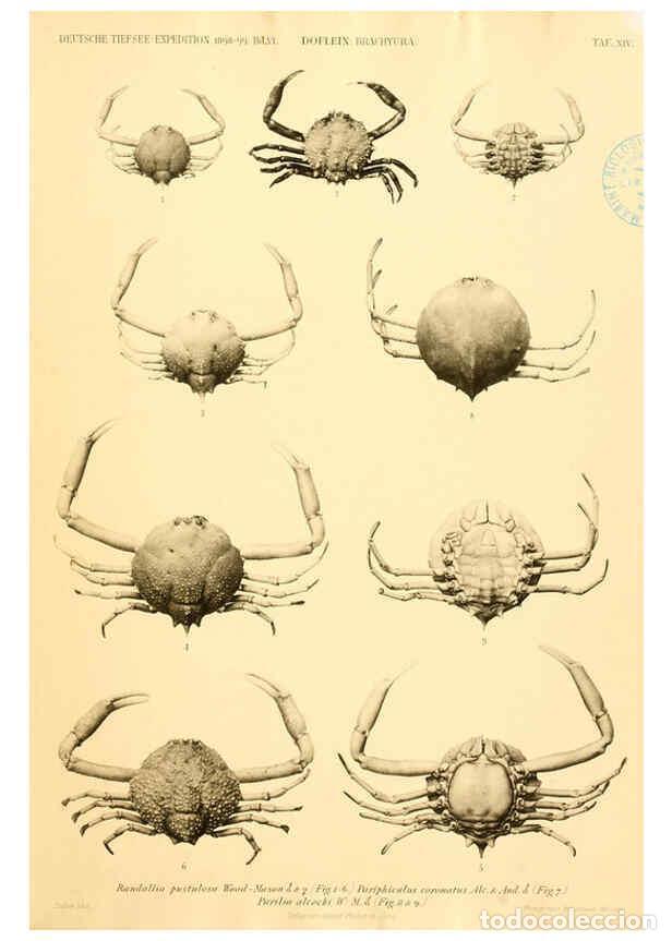 Collectionnisme de Revues et Journaux: Reproducci&oacute;n/Reproduction 6388992365: Wissenschaftliche Ergebnisse der Deutschen Tiefsee-Expedition