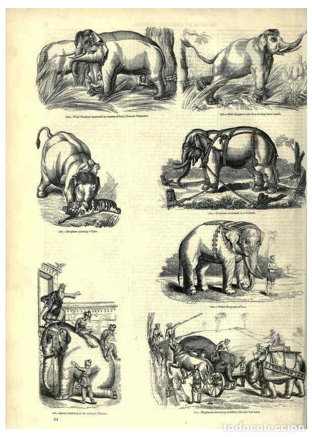 Collectionnisme de Revues et Journaux: Reproducci&oacute;n/Reproduction 6093013504: The pictorial museum of animated nature. v.1. London :C. Cox,[