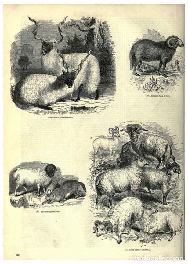 Collectionnisme de Revues et Journaux: Reproducci&oacute;n/Reproduction 6093022146: The pictorial museum of animated nature. v.1. London :C. Cox,[