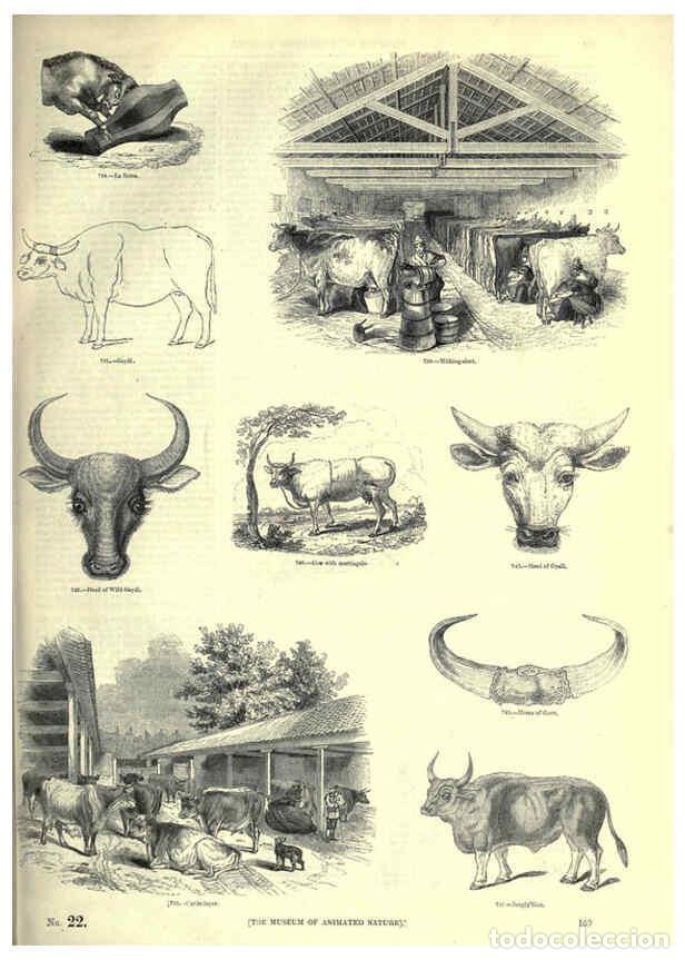 Collectionnisme de Revues et Journaux: Reproducci&oacute;n/Reproduction 6093025264: The pictorial museum of animated nature. v.1. London :C. Cox,[