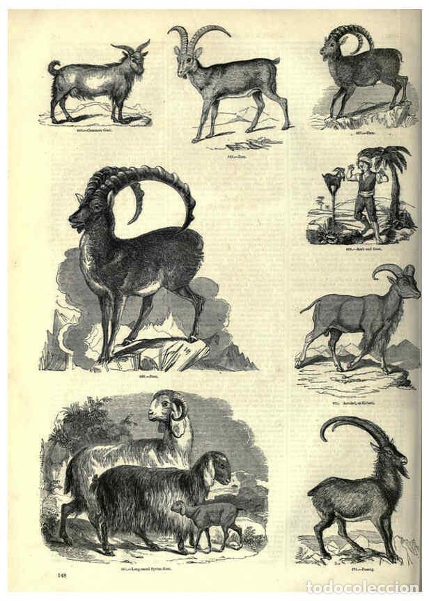Collectionnisme de Revues et Journaux: Reproducci&oacute;n/Reproduction 6093021596: The pictorial museum of animated nature. v.1. London :C. Cox,[