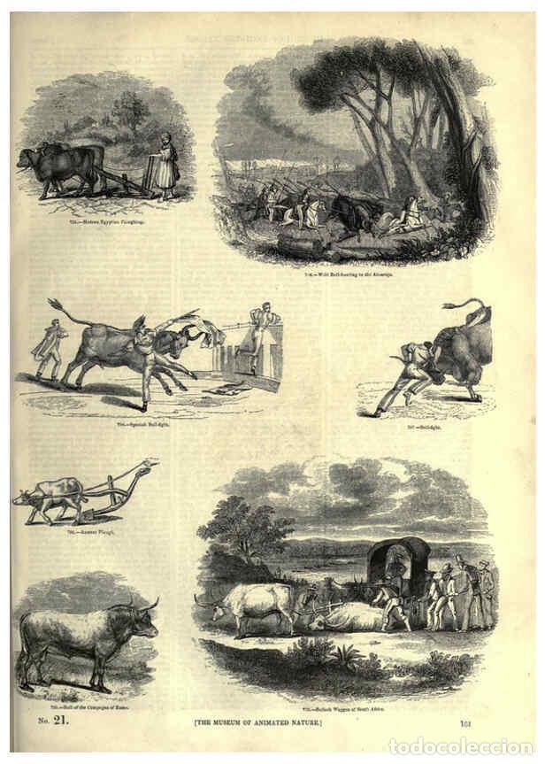 Collectionnisme de Revues et Journaux: Reproducci&oacute;n/Reproduction 6093023806: The pictorial museum of animated nature. v.1. London :C. Cox,[