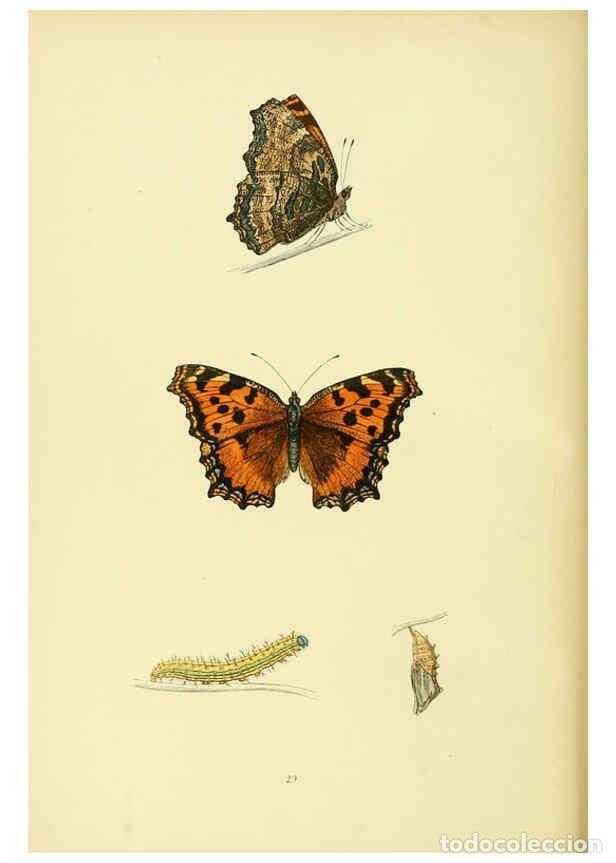 Coleccionismo de Revistas y Peri&oacute;dicos: Reproducci&oacute;n/Reproduction 6073068125: A history of British butterflies London :John C. Nimmo,1890 -