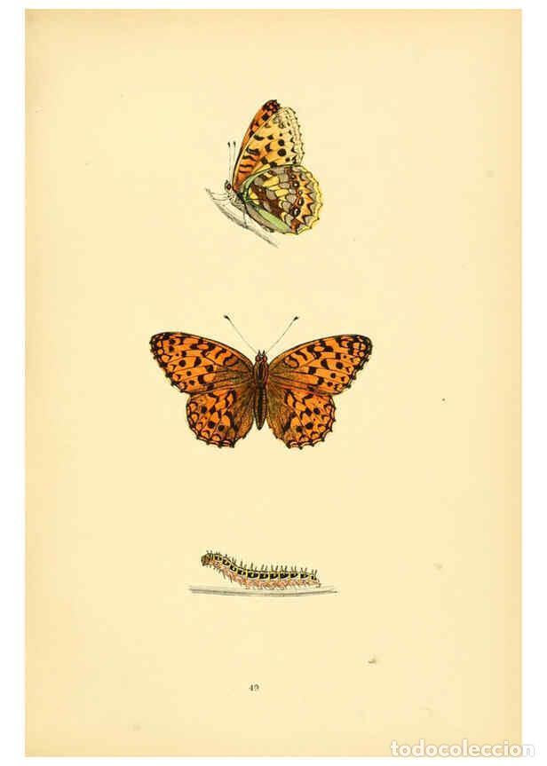Coleccionismo de Revistas y Peri&oacute;dicos: Reproducci&oacute;n/Reproduction 6073074035: A history of British butterflies London :John C. Nimmo,1890 -