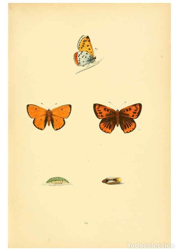 Coleccionismo de Revistas y Peri&oacute;dicos: Reproducci&oacute;n/Reproduction 6073075773: A history of British butterflies London :John C. Nimmo,1890 -