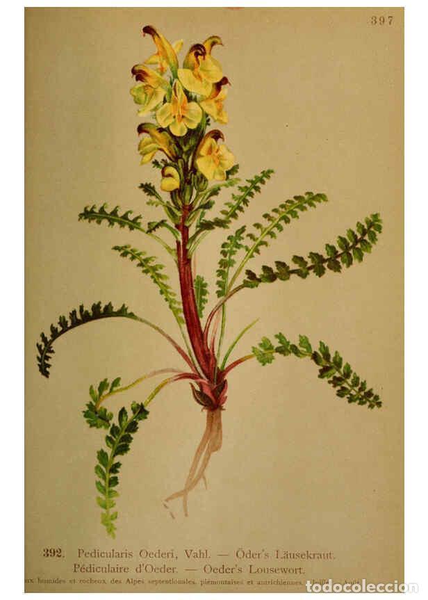 Coleccionismo de Revistas y Peri&oacute;dicos: Reproducci&oacute;n/Reproduction 6389297367: Atlas de la flora alpine 4. Gen&egrave;ve,Georg & Co.,1899 - Henry Co