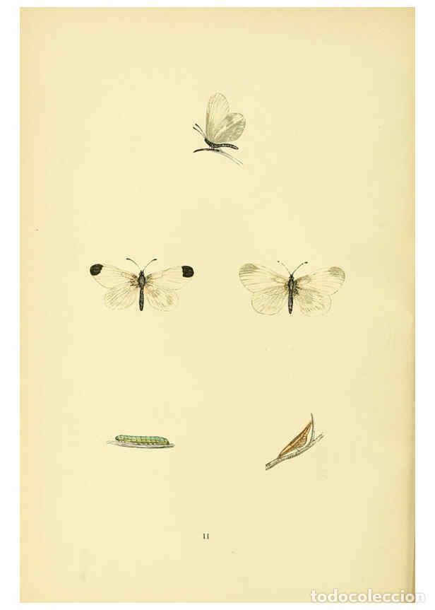 Coleccionismo de Revistas y Peri&oacute;dicos: Reproducci&oacute;n/Reproduction 6073062363: A history of British butterflies London :John C. Nimmo,1890 -