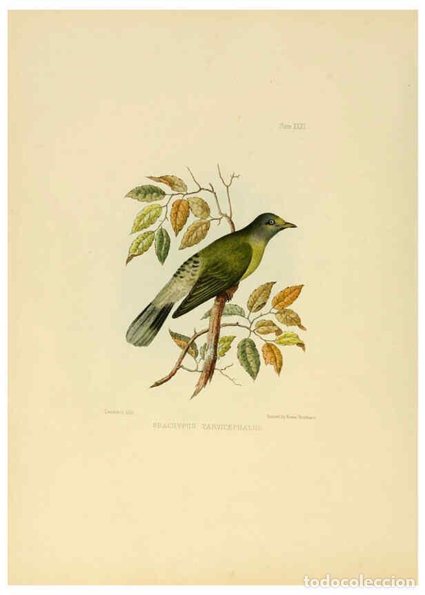 Coleccionismo de Revistas y Peri&oacute;dicos: Reproducci&oacute;n/Reproduction 6418329345: Illustrations of Indian ornithology Madras :Printed by P.R. Hu