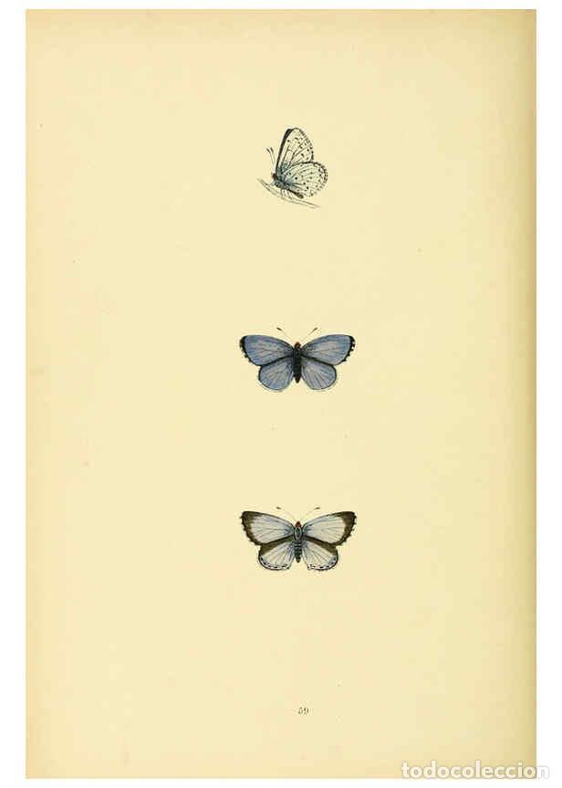 Coleccionismo de Revistas y Peri&oacute;dicos: Reproducci&oacute;n/Reproduction 6073617568: A history of British butterflies London :John C. Nimmo,1890 -
