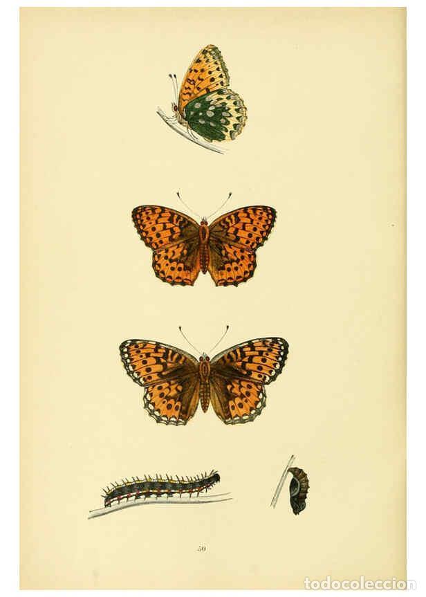 Coleccionismo de Revistas y Peri&oacute;dicos: Reproducci&oacute;n/Reproduction 6073614818: A history of British butterflies London :John C. Nimmo,1890 -