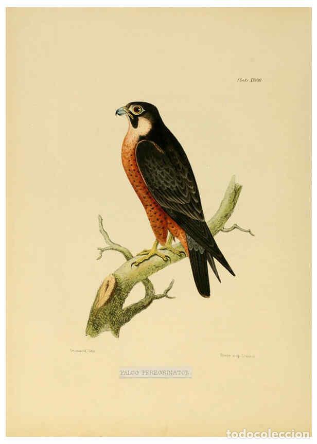 Coleccionismo de Revistas y Peri&oacute;dicos: Reproducci&oacute;n/Reproduction 6418328183: Illustrations of Indian ornithology Madras :Printed by P.R. Hu
