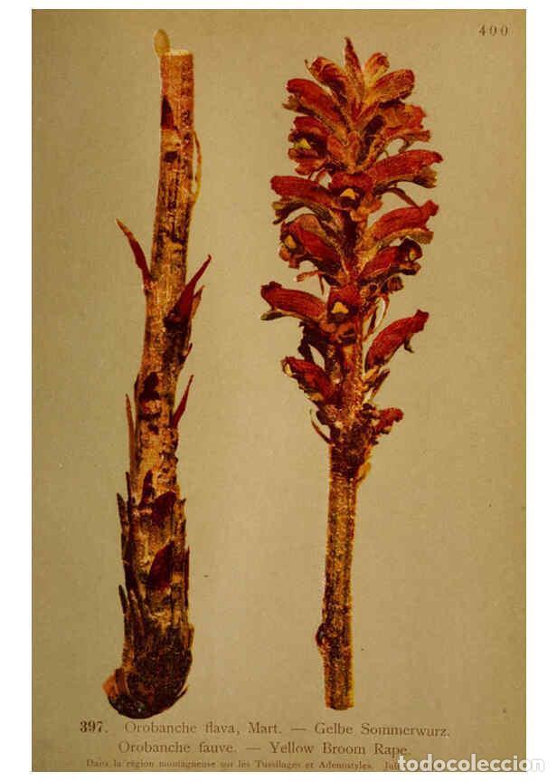 Coleccionismo de Revistas y Peri&oacute;dicos: Reproducci&oacute;n/Reproduction 6389300063: Atlas de la flora alpine 4. Gen&egrave;ve,Georg & Co.,1899 - Henry Co