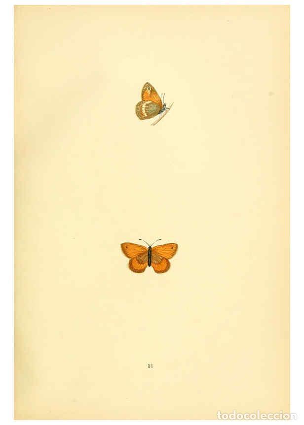 Coleccionismo de Revistas y Peri&oacute;dicos: Reproducci&oacute;n/Reproduction 6073065521: A history of British butterflies London :John C. Nimmo,1890 -