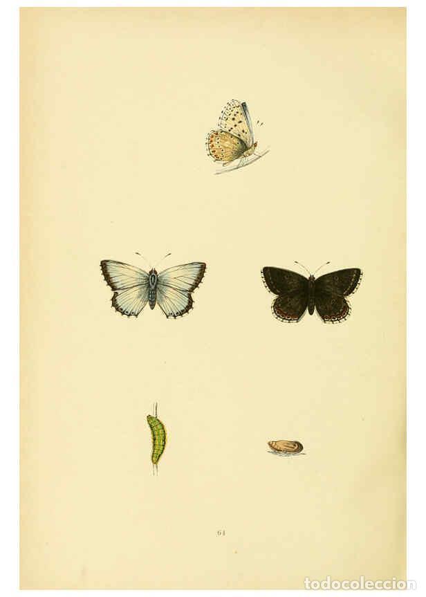 Coleccionismo de Revistas y Peri&oacute;dicos: Reproducci&oacute;n/Reproduction 6073078561: A history of British butterflies London :John C. Nimmo,1890 -
